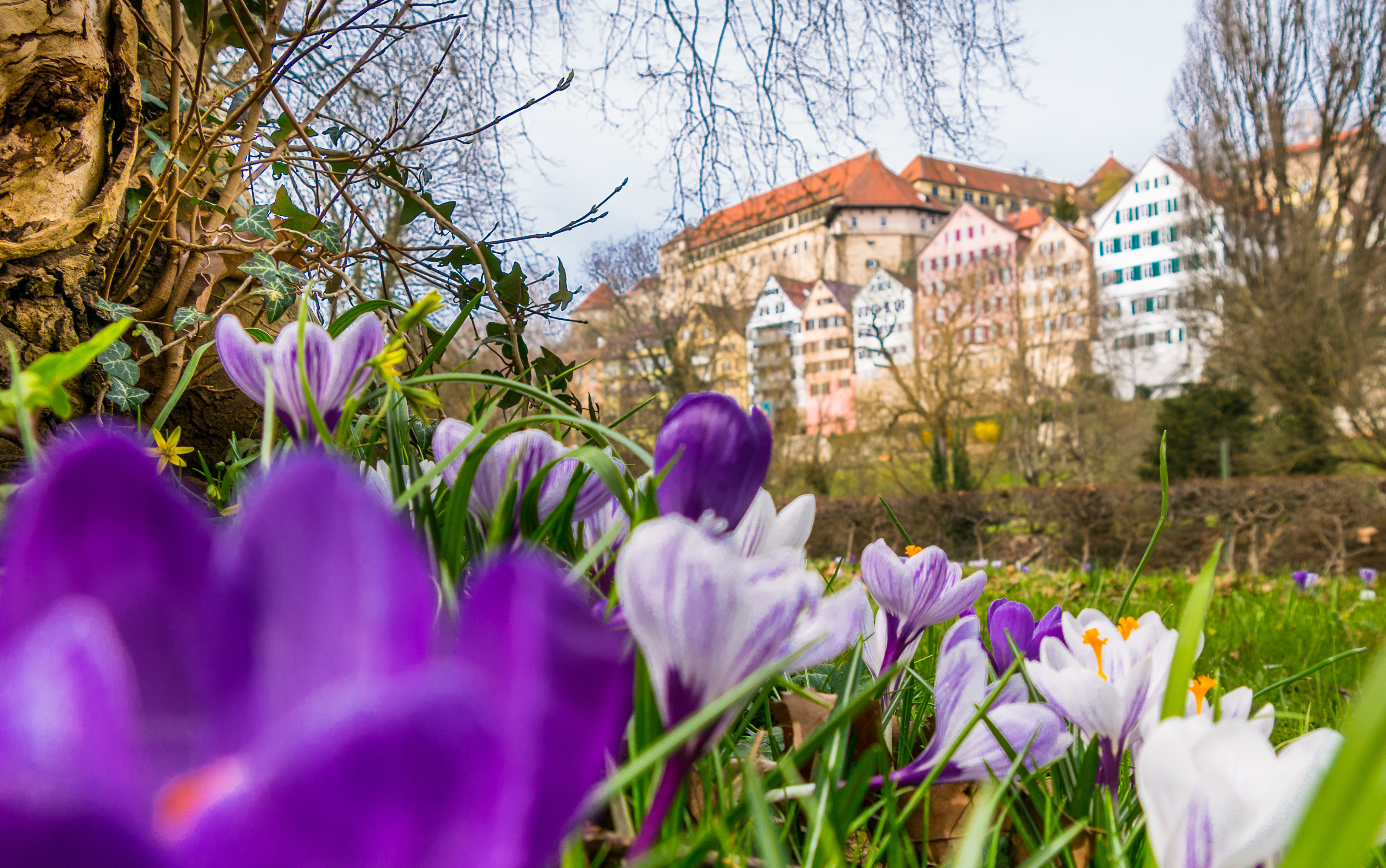 Frühling auf der Platanenallee in Tübingen