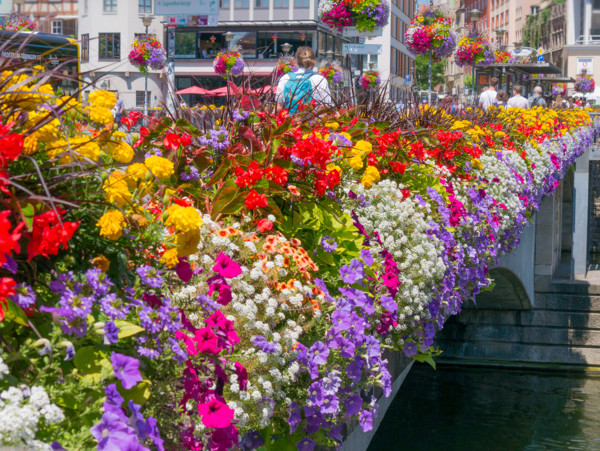 Blumenschmuck auf der Neckarbrücke